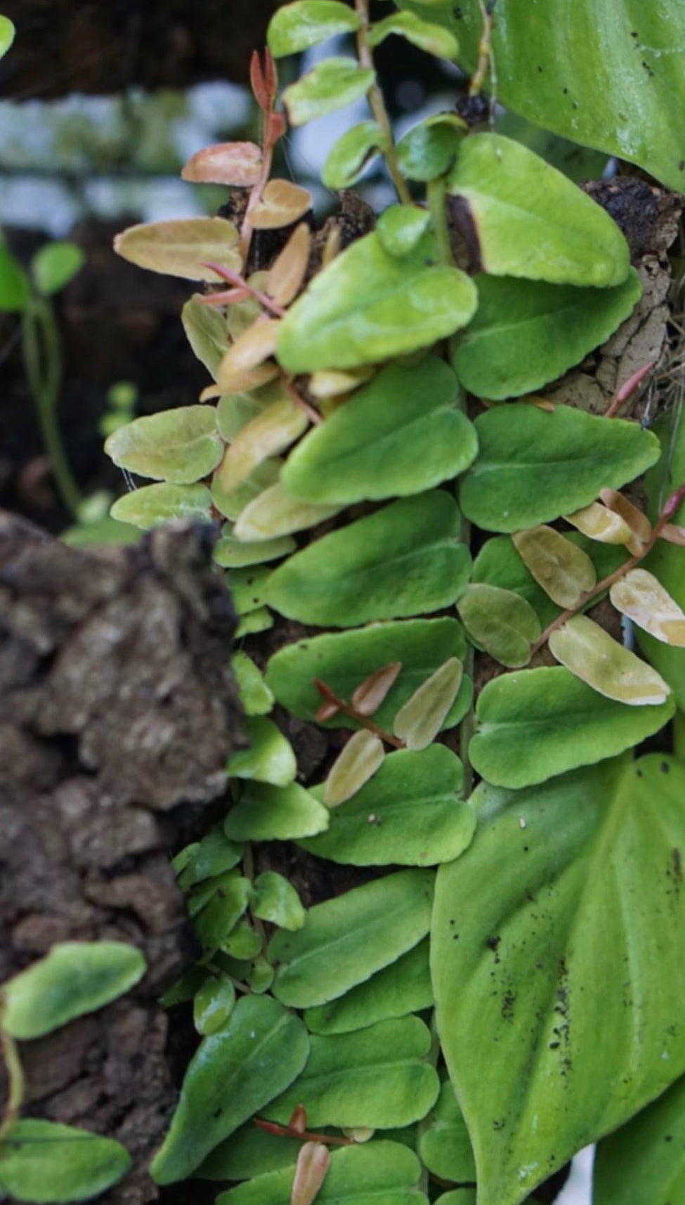 Marcgravia nepenthioides