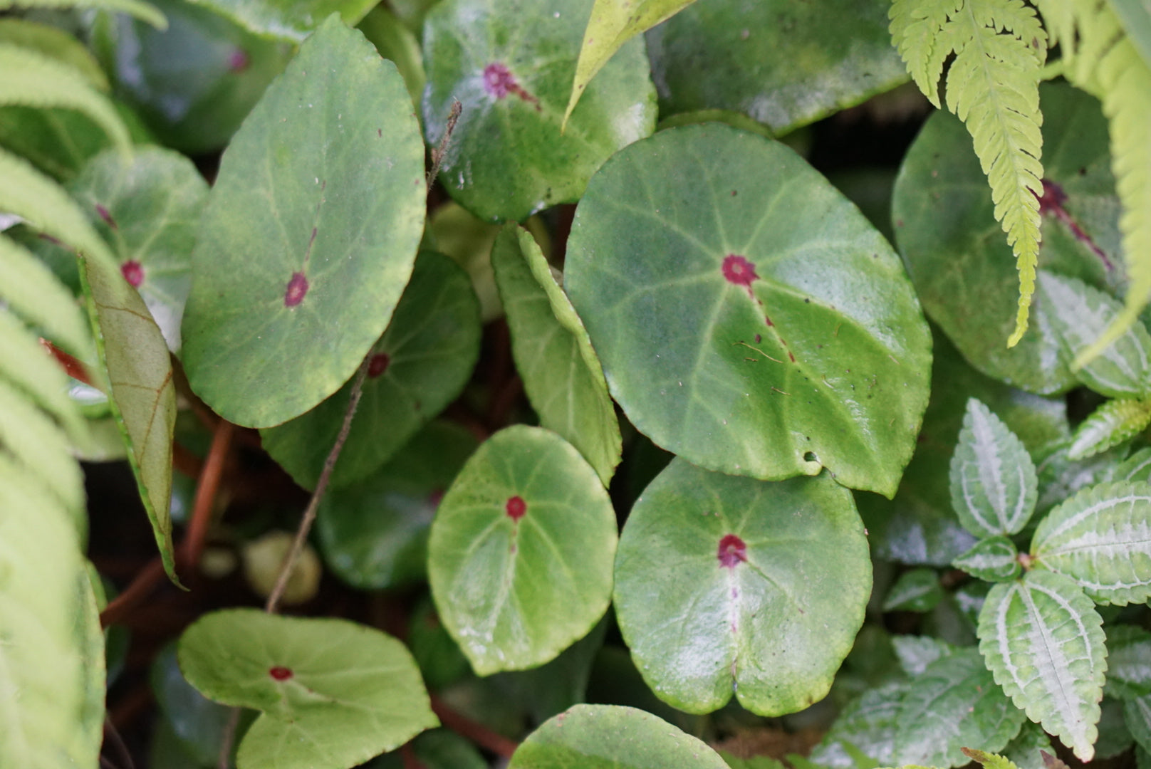 Begonia conchifolia var. rubrimacula