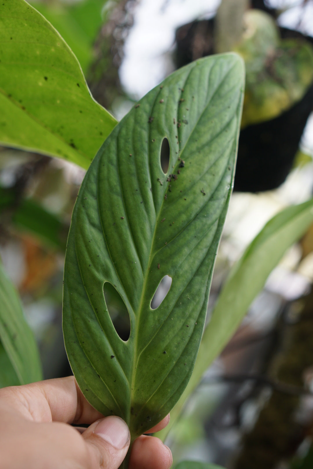 monstera sp Monstera sp. Mindo