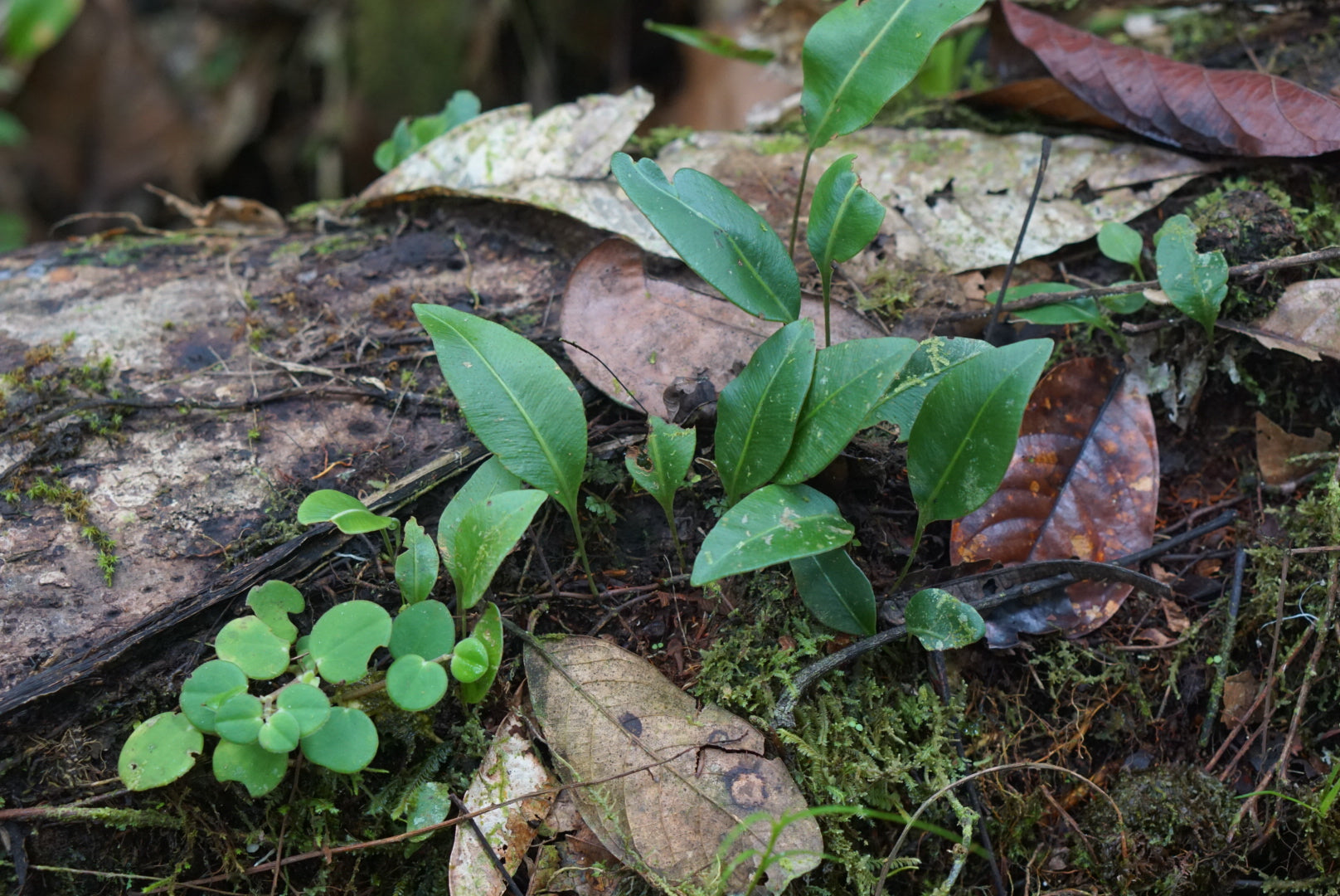 Elaphoglossum sp Lita 2