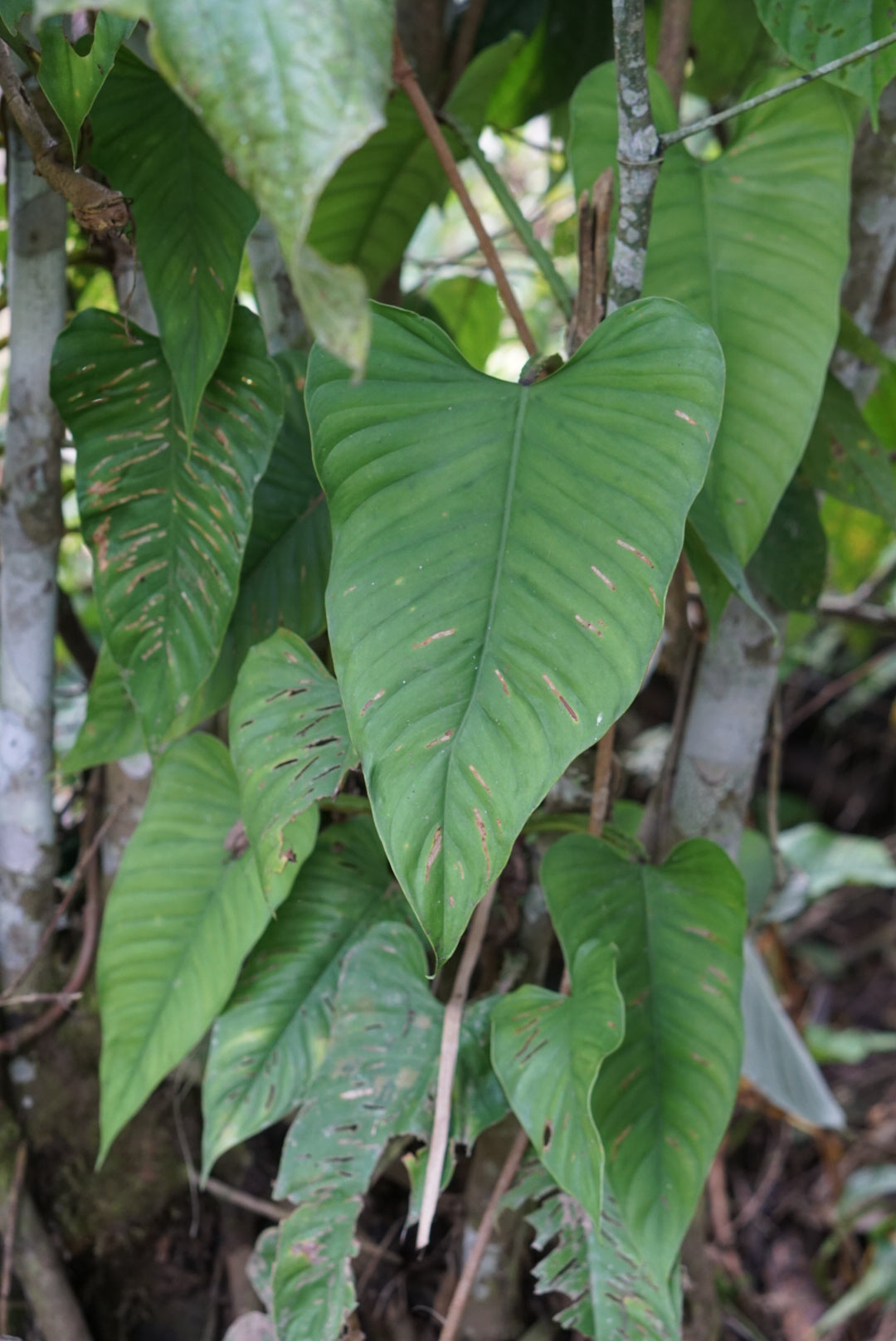 Philodendron ernestii (green form)