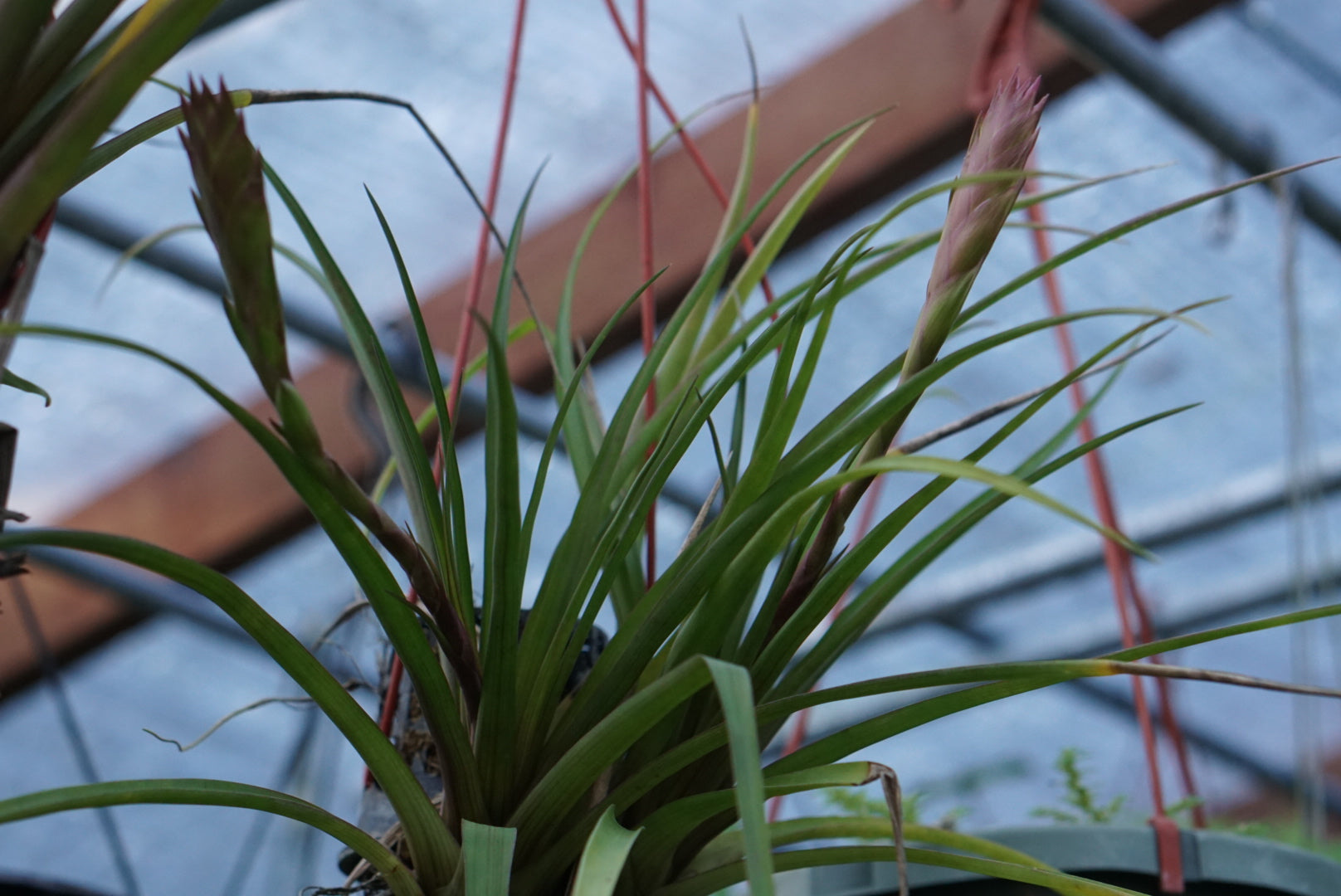 Tillandsia cyanea/pretiosa