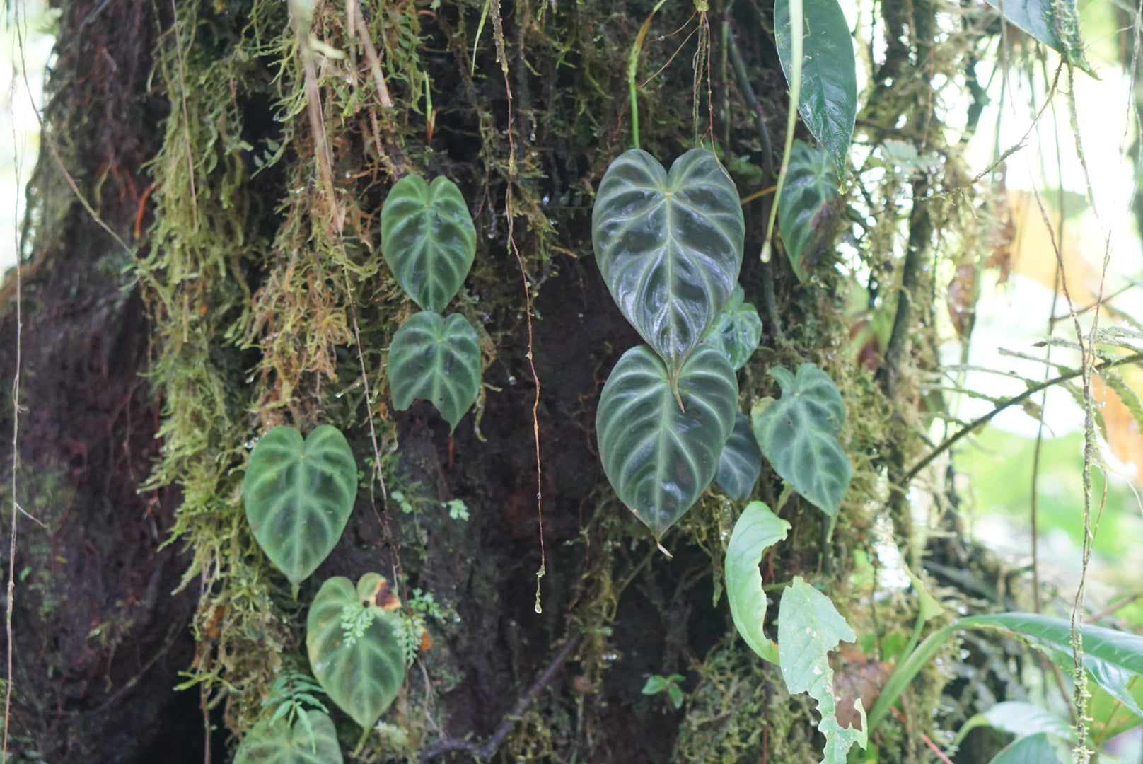 Philodendron verrucosum 'Nariño'