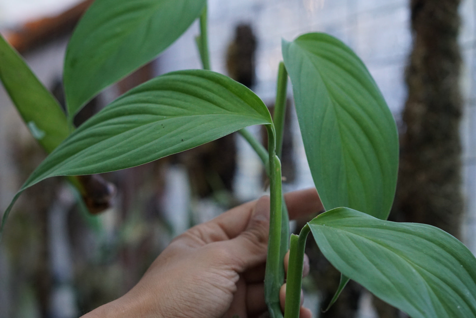 Epipremnum sp. Kapit