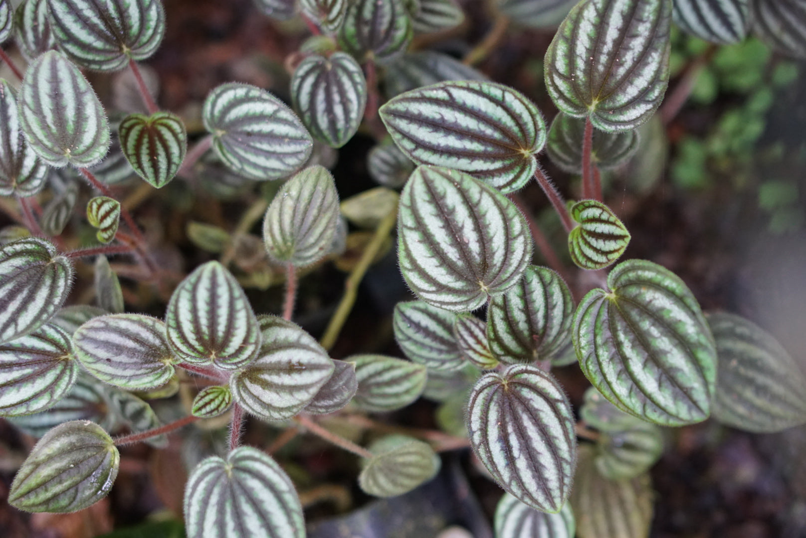 Peperomia sp. Colombia 1