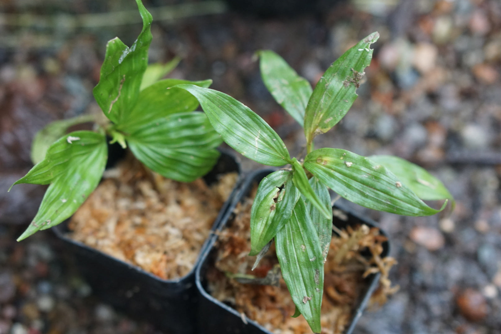 Dicranopygium sp. Narino 'Green'