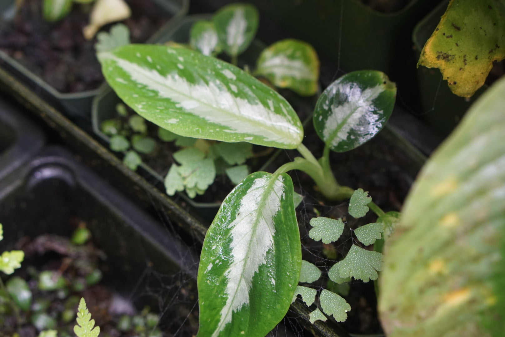 Schismatoglottis asperata