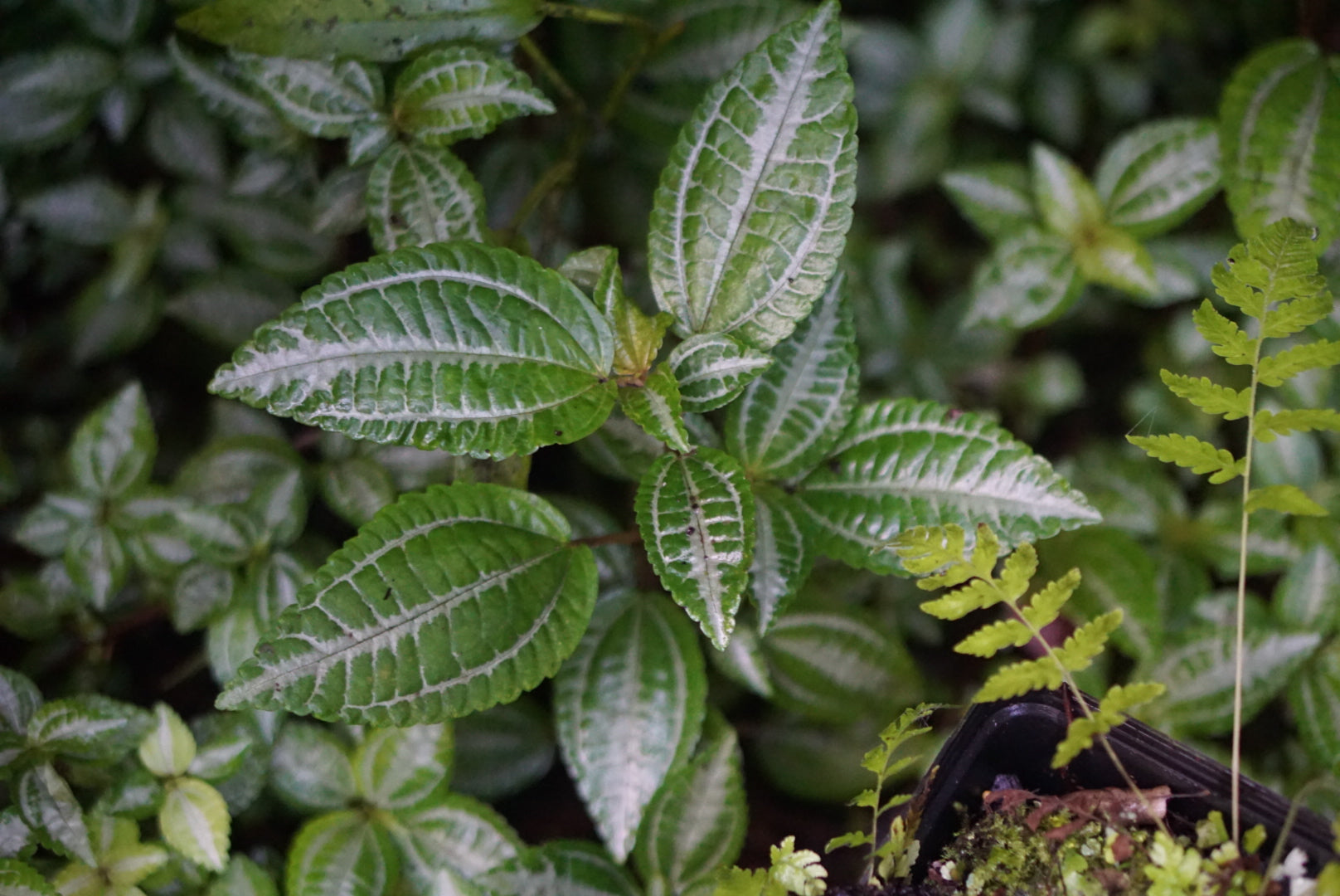 Pilea sp. Santa Fe