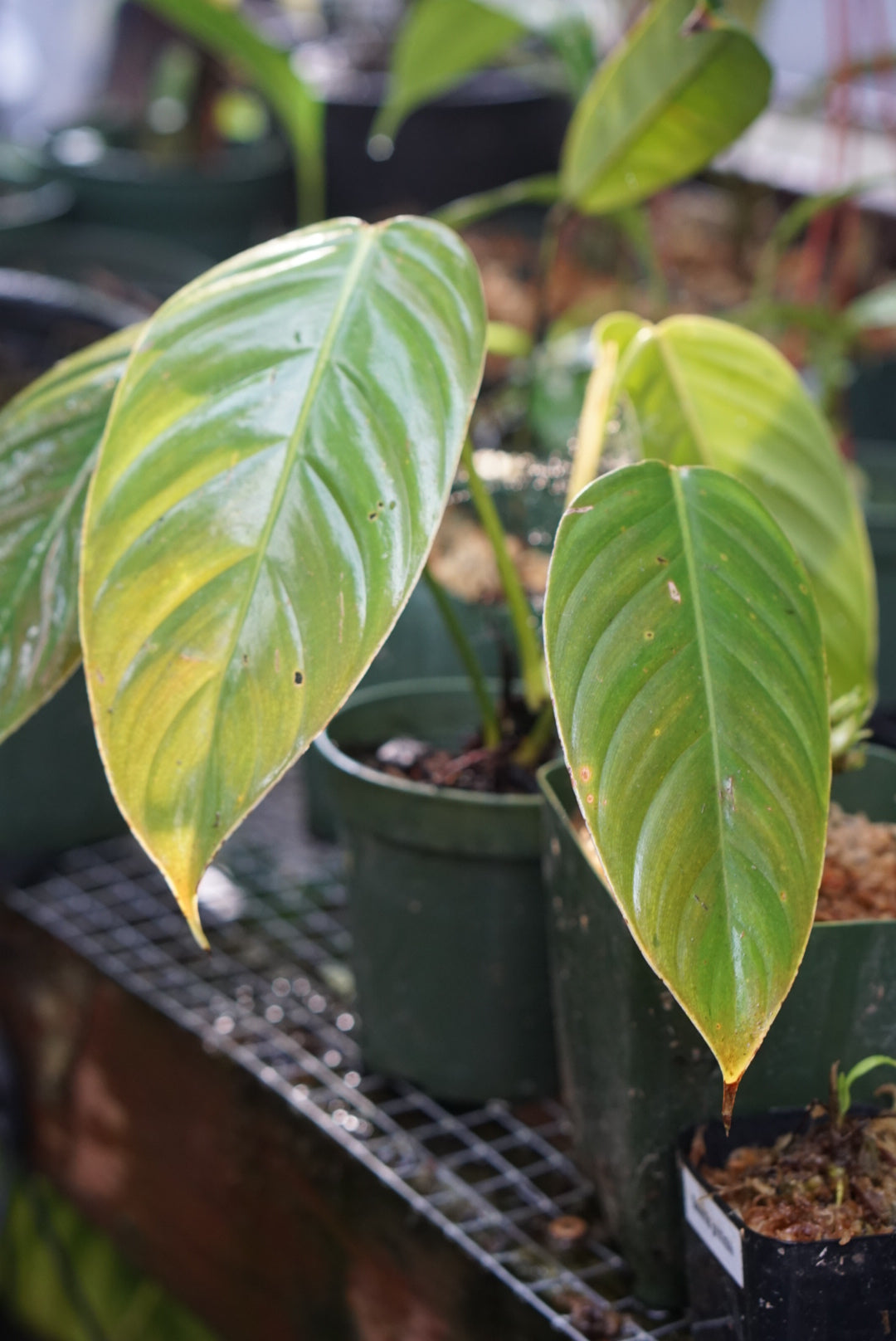 Philodendron sp Choco
