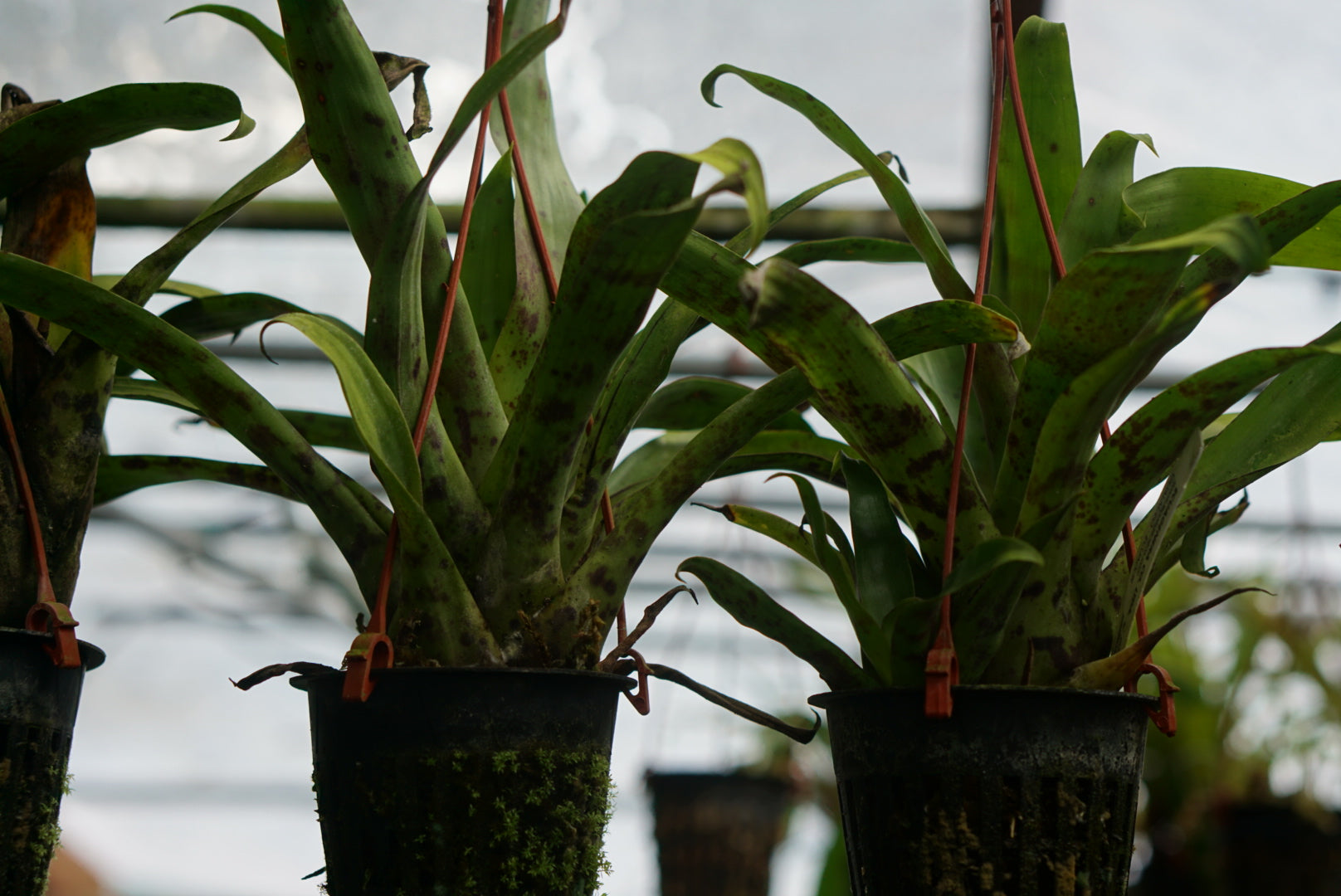 Racinaea spiculosa var. ustulata