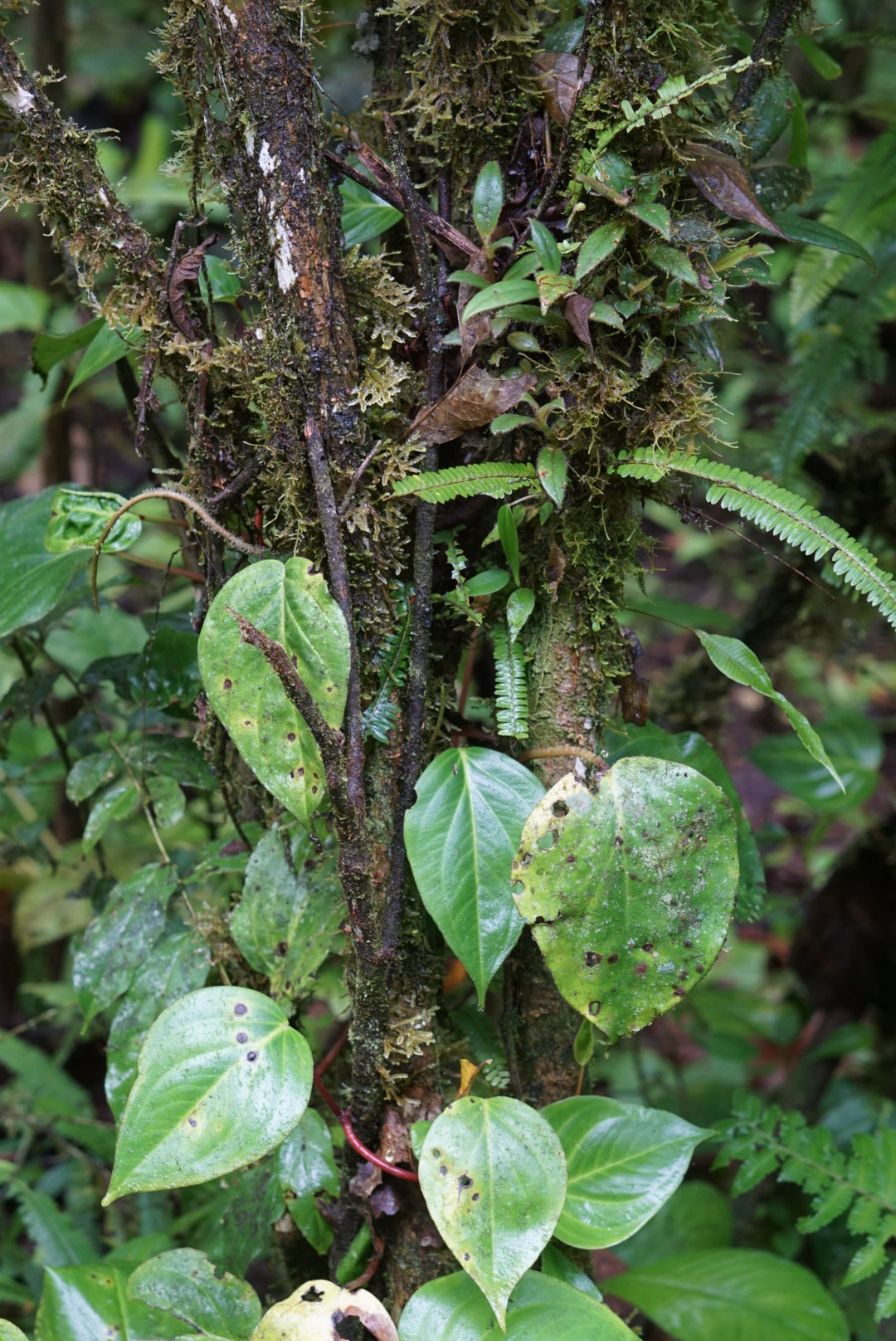 Blechnum sp. Amazonas