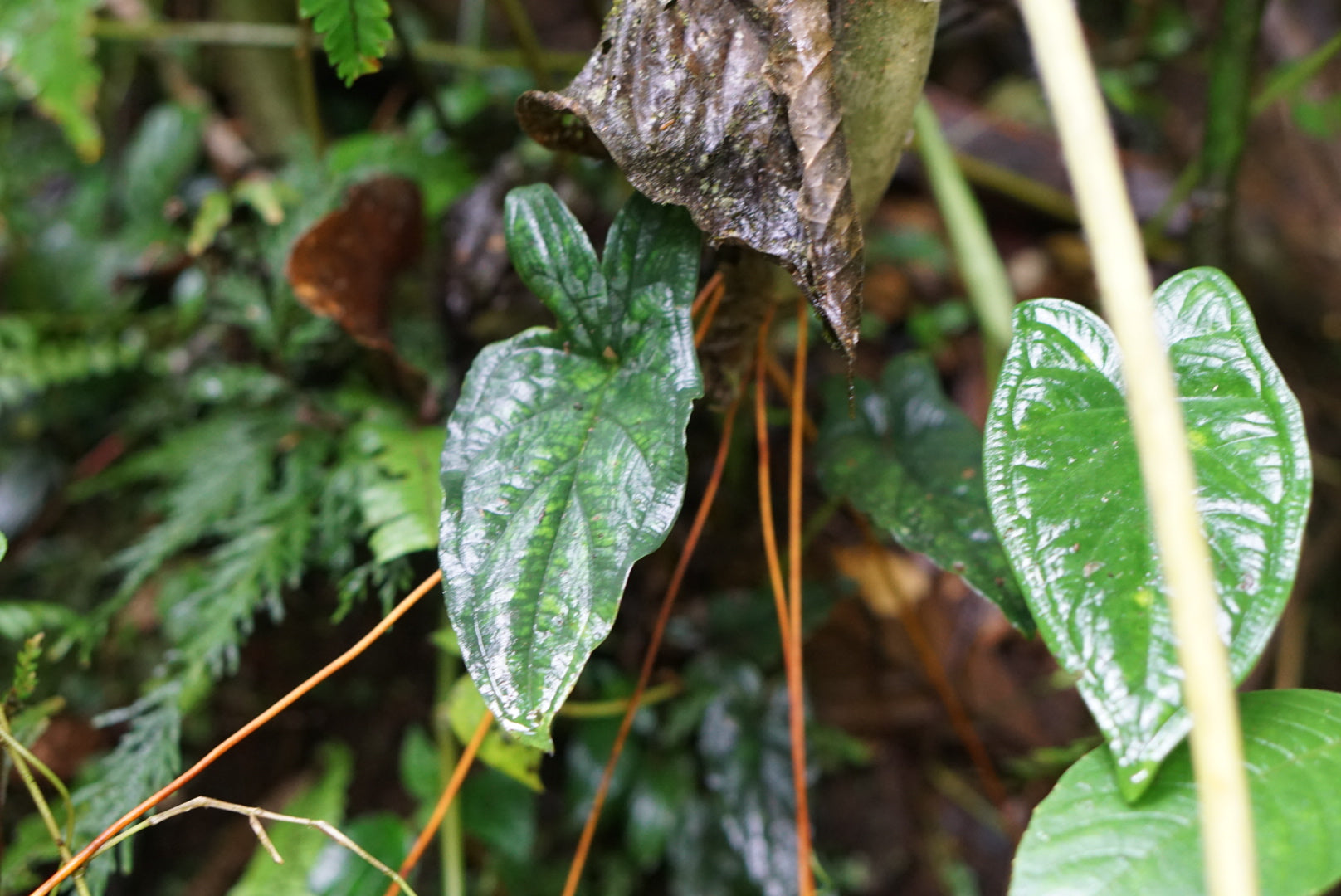 Chlorospatha sp. Napo