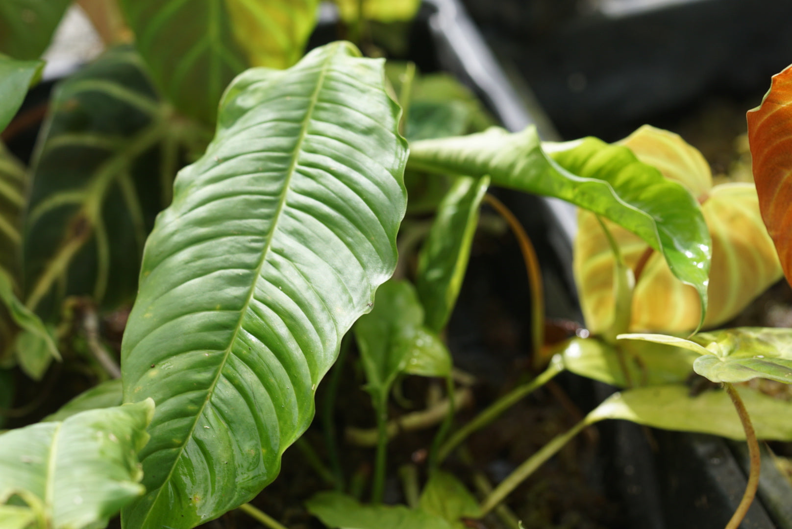 Philodendron sp. Puerto Quito 1