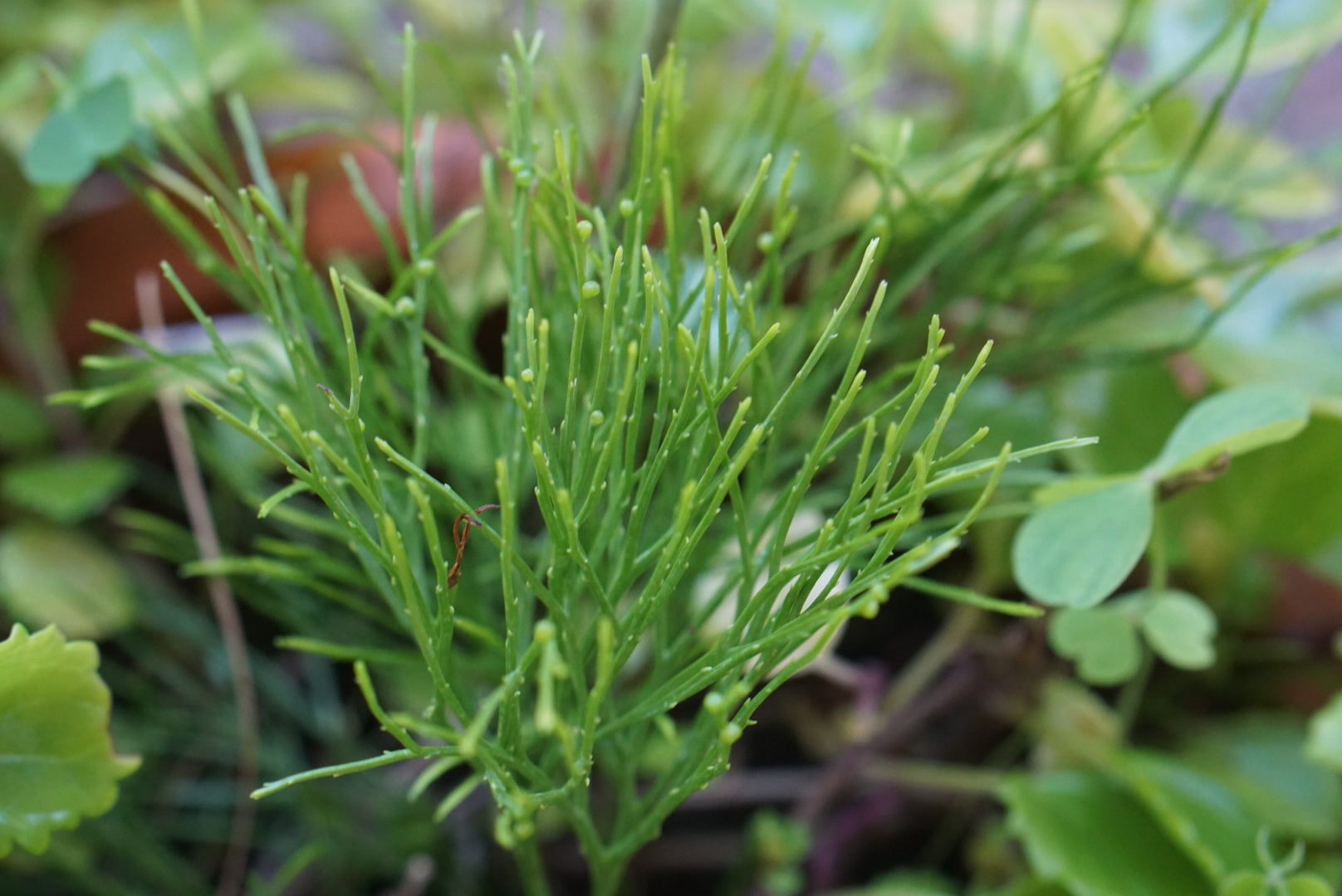 Psilotum nudum