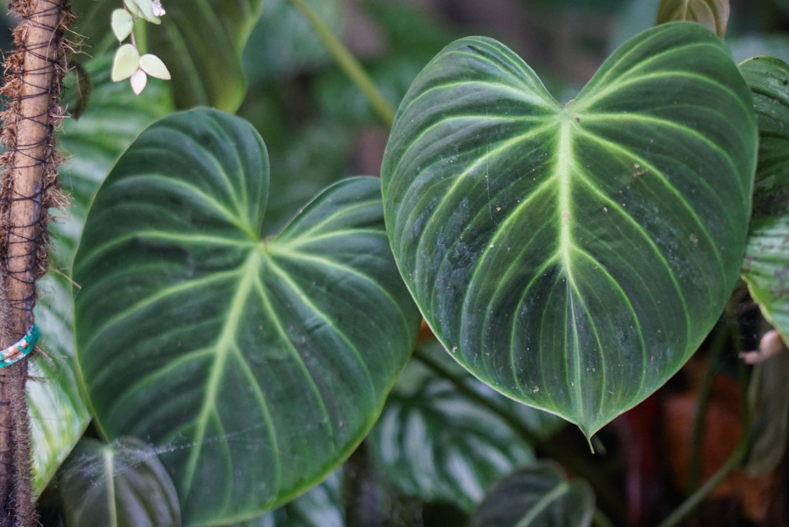 Philodendron rubrijuvenile 'El Choco Red'