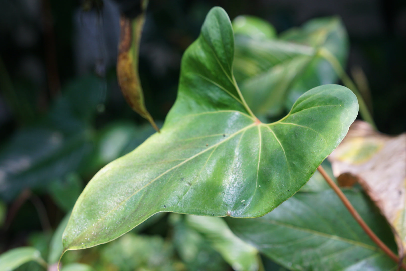 Anthurium sp. Mindo