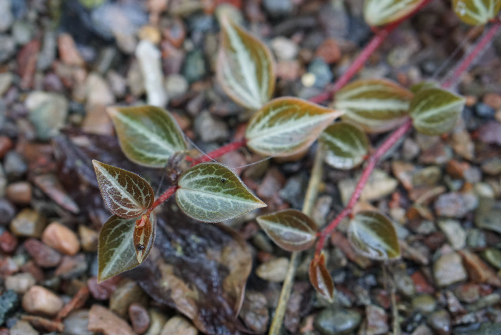 Peperomia bicolor Morona