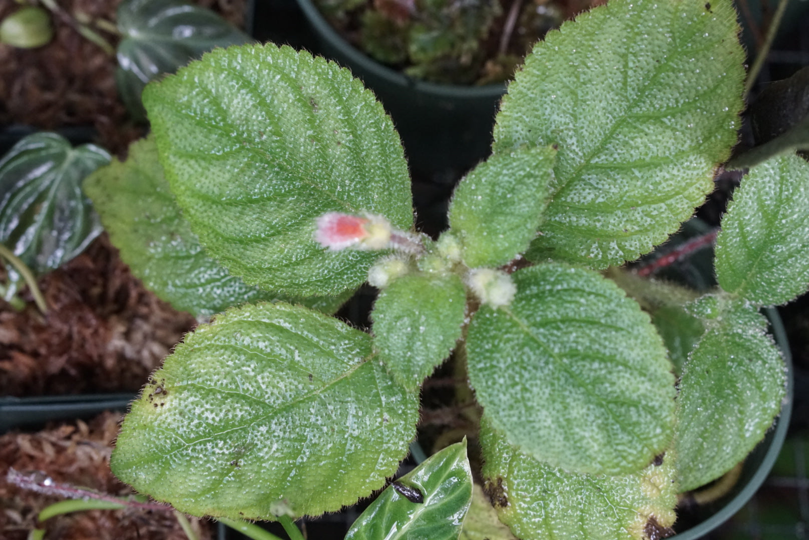 Kohleria villosa