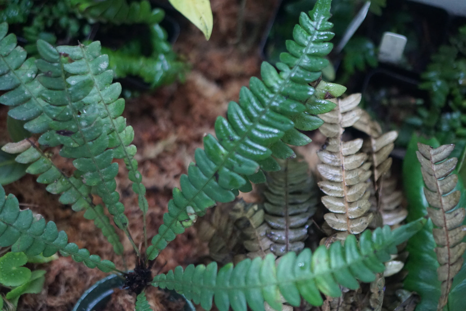 Austroblechnum lehmannii