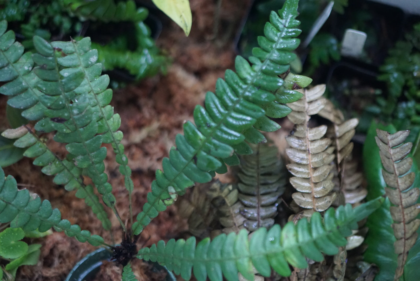 Blechnum sp. Lita