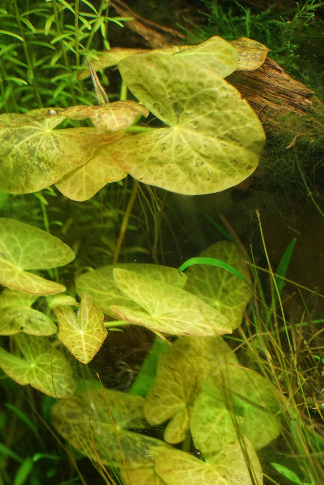 Nymphaea sp. Peru