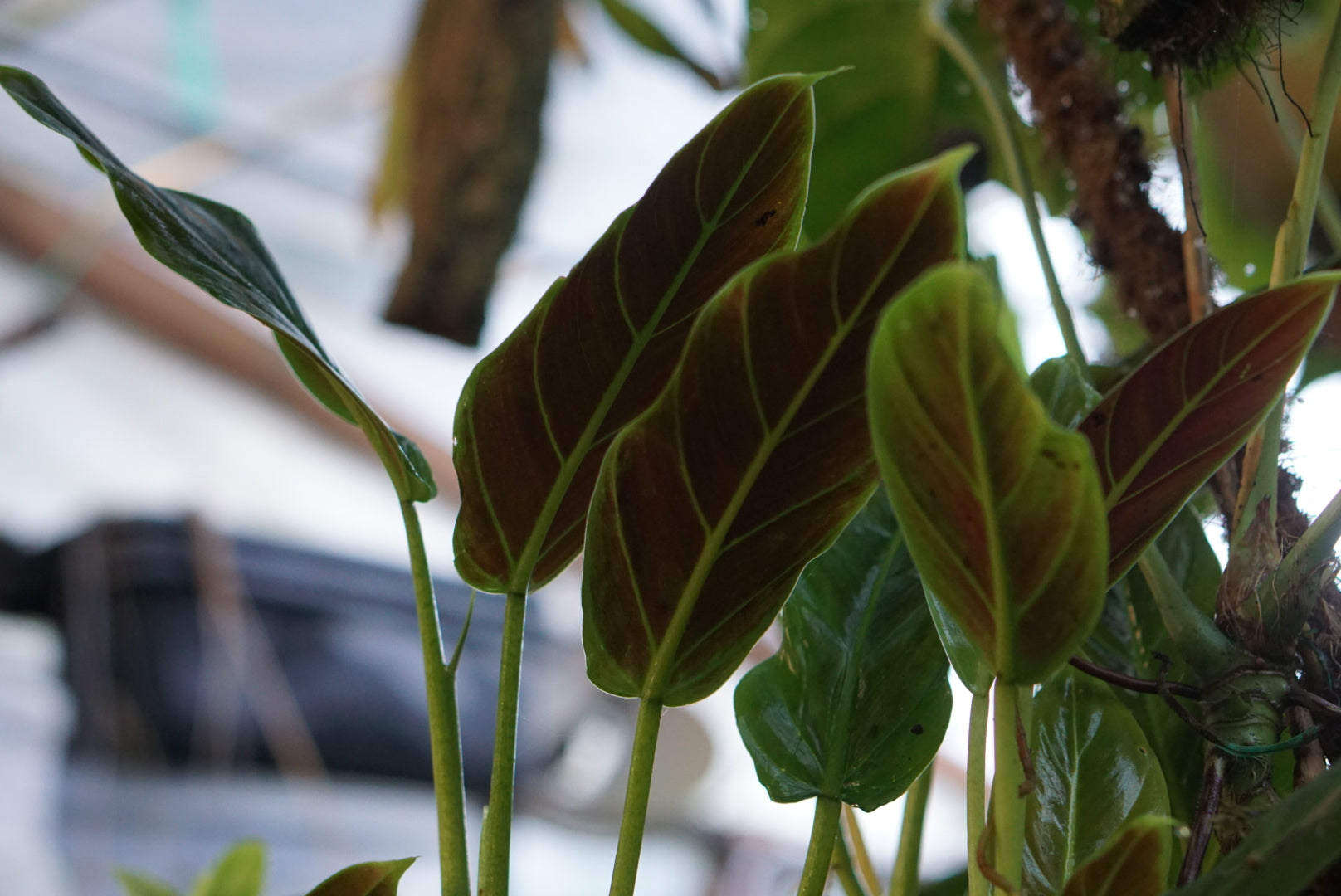 Philodendron subhastatum