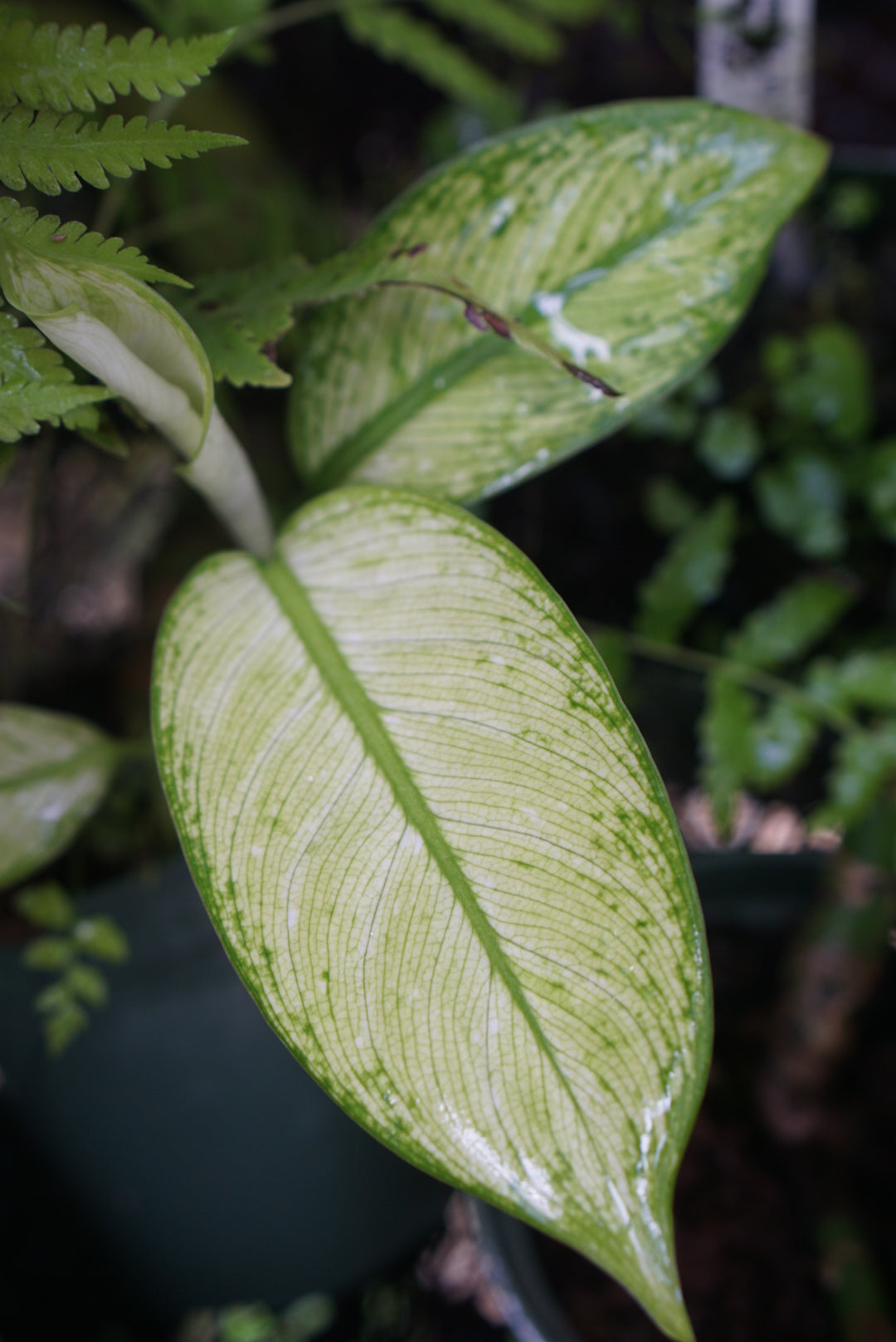 Dieffenbachia seguine