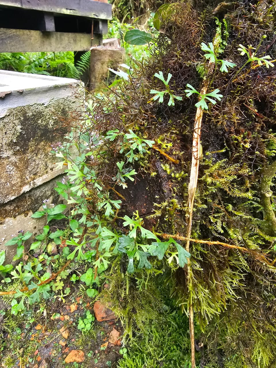 Elaphoglossum tripartitum