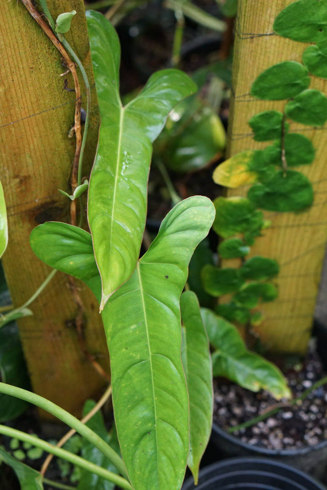 Philodendron aff. pinnatilobum