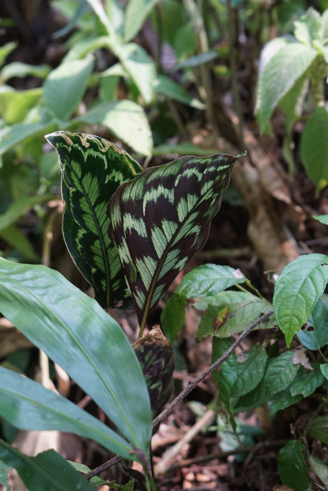 Calathea veitchiana