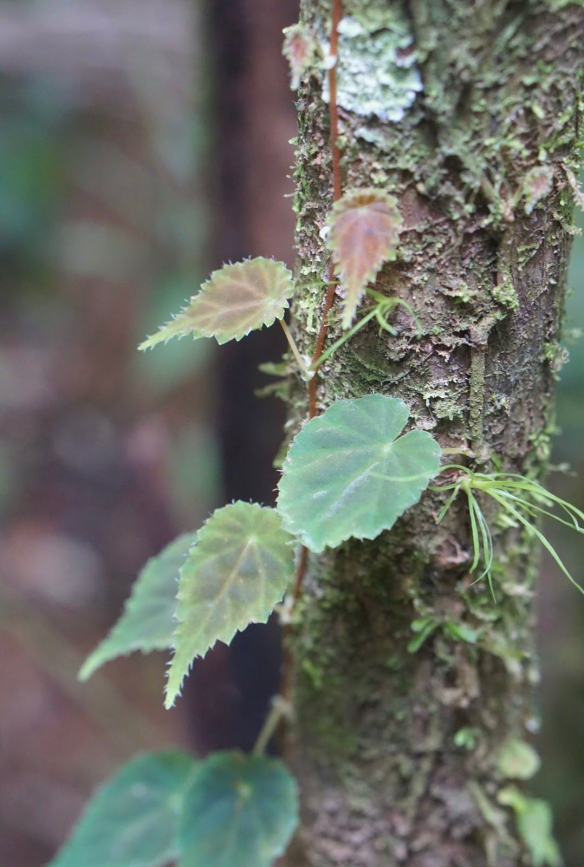 Begonia sp. Lita