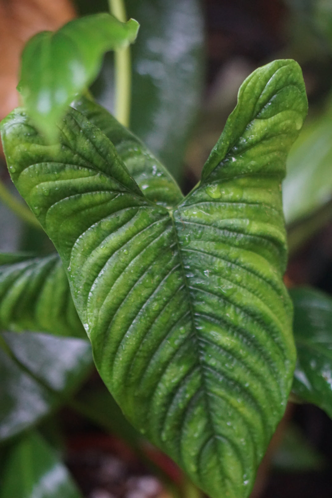 Philodendron furcatum