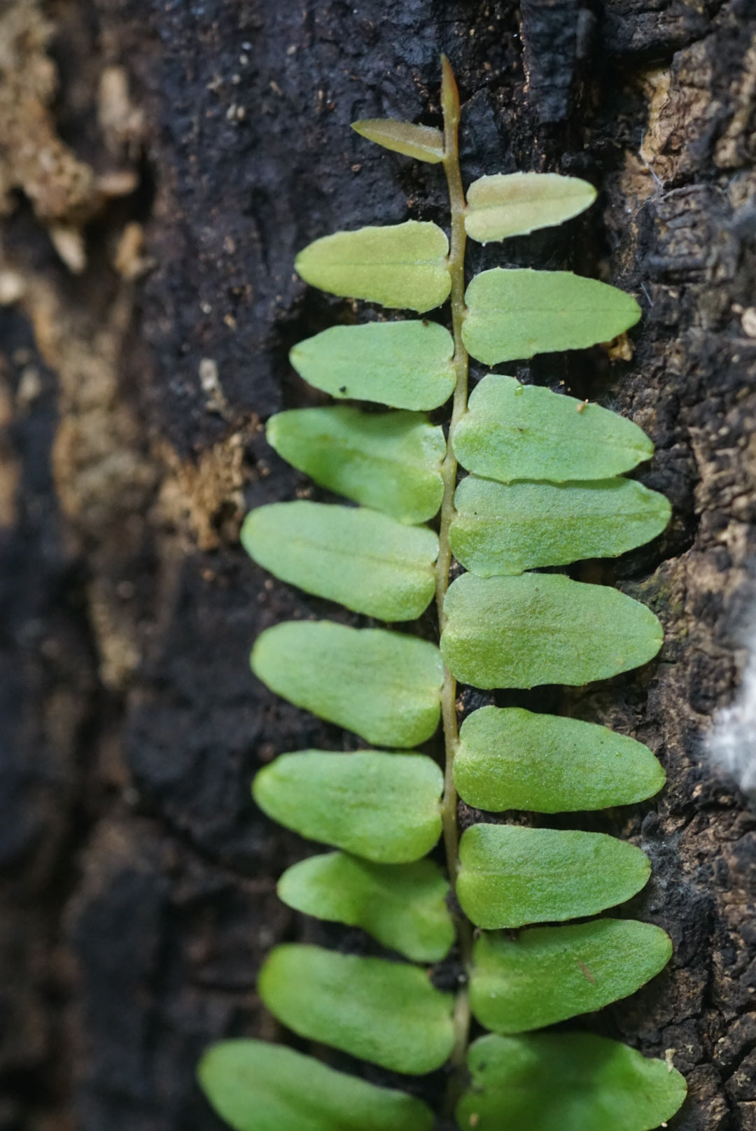 Marcgravia aff. rectiflora 'Iquitos'