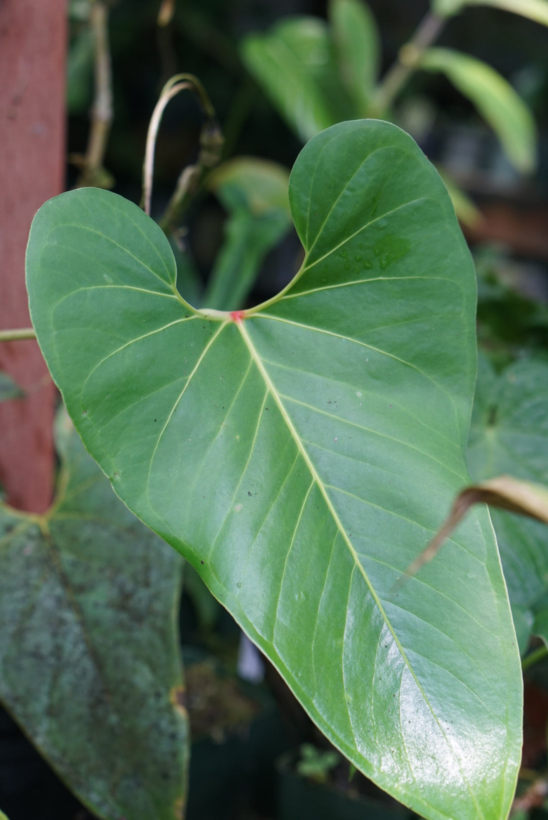 Anthurium sp. Mindo