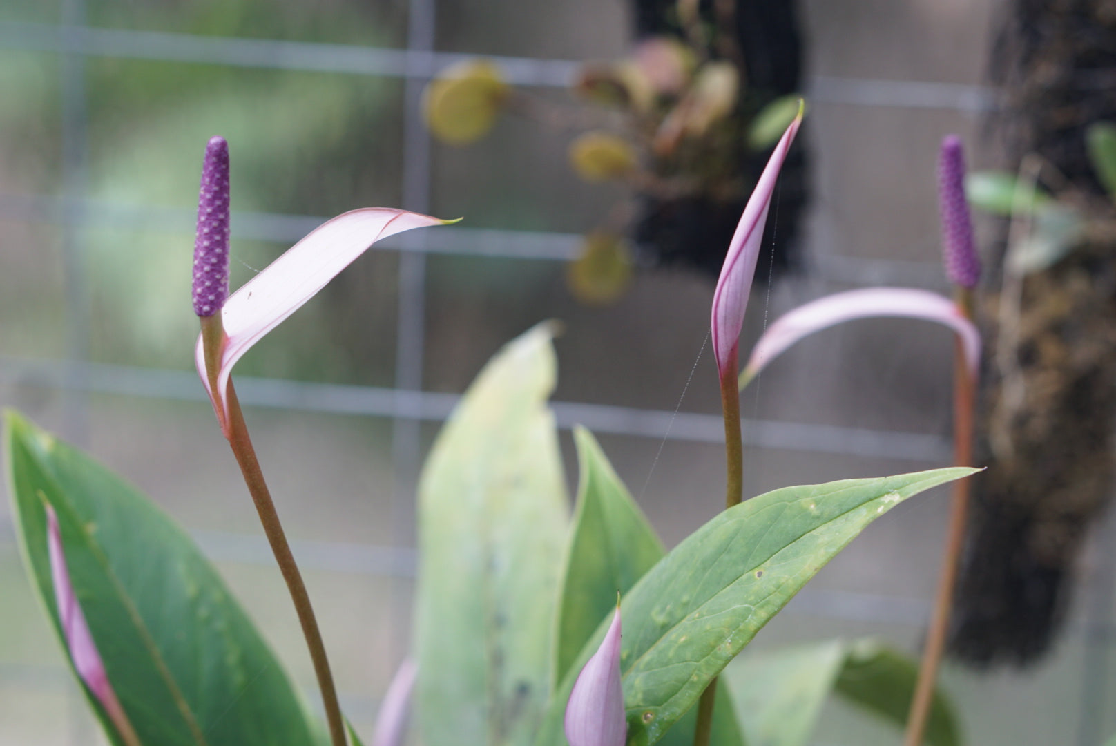 Anthurium amnicola