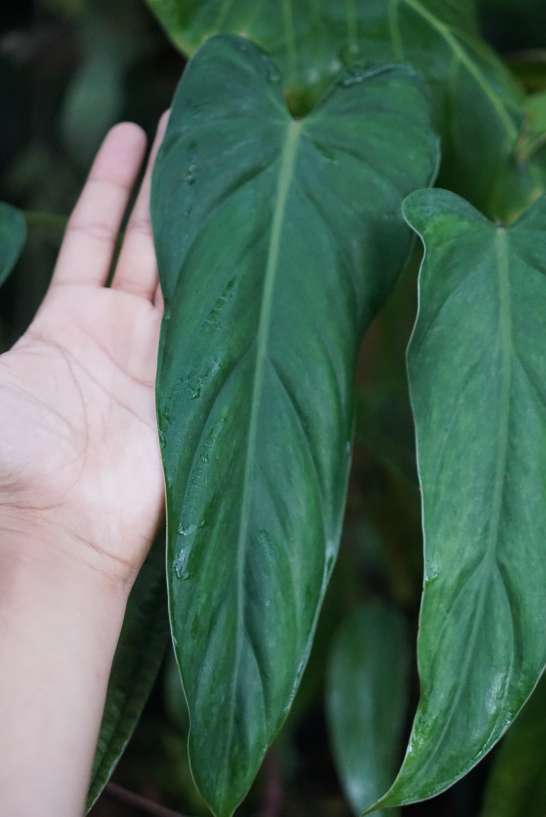 Philodendron dolichogynium