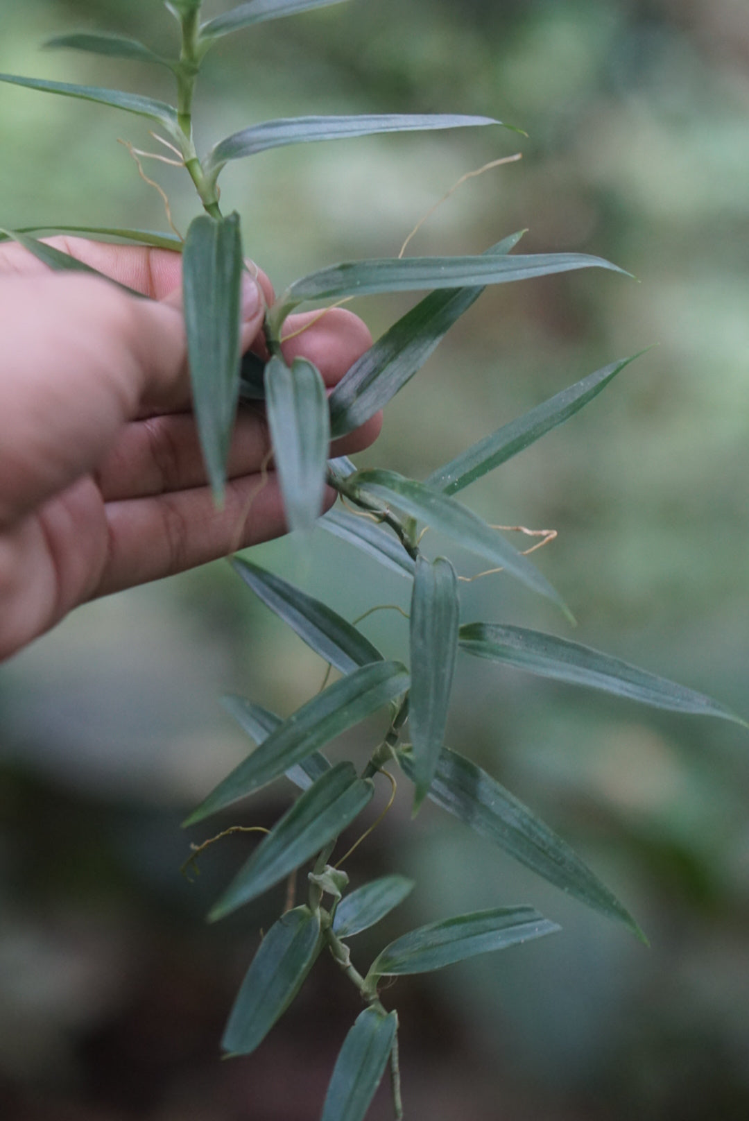 Thoracocarpus bissectus