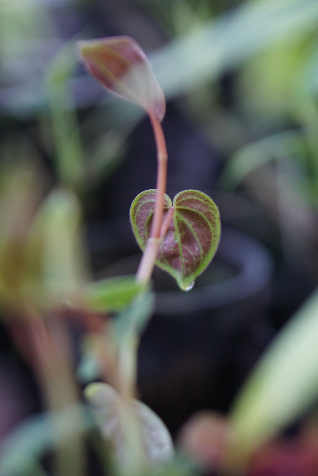 Peperomia crotolaphora