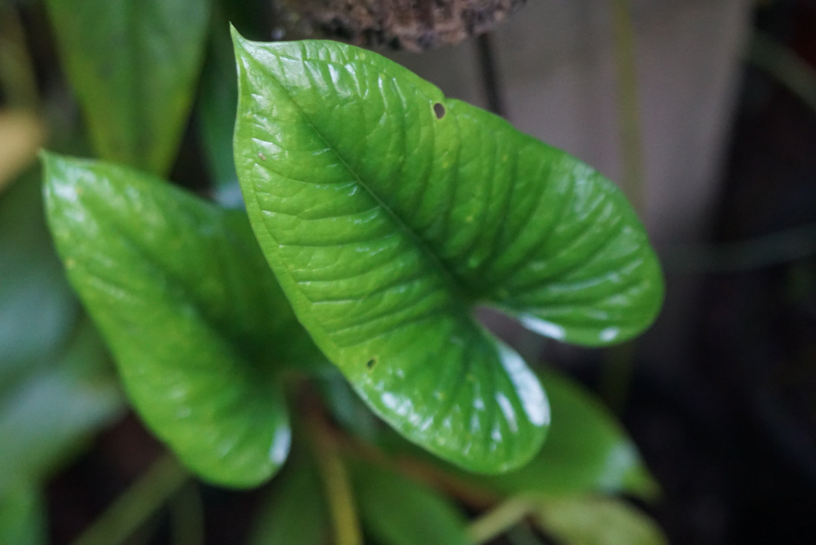 Anthurium cf. lancea