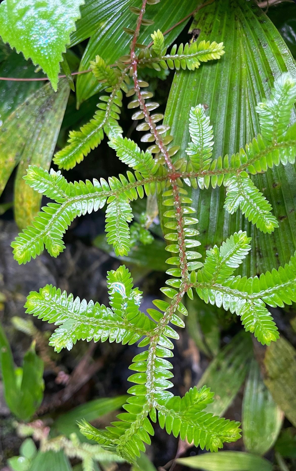 Selaginella sp. Narino