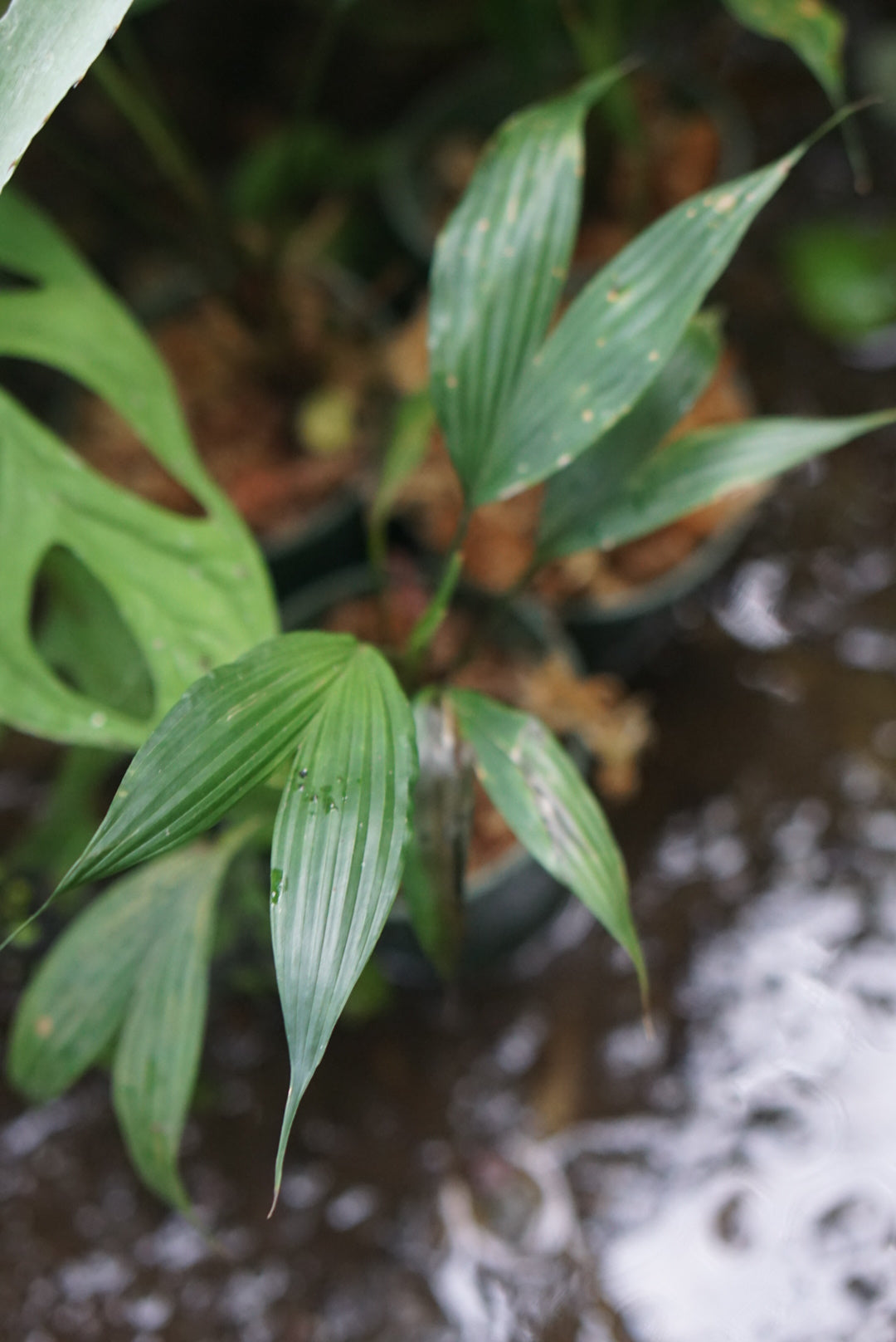 Dicranopygium sp Condor