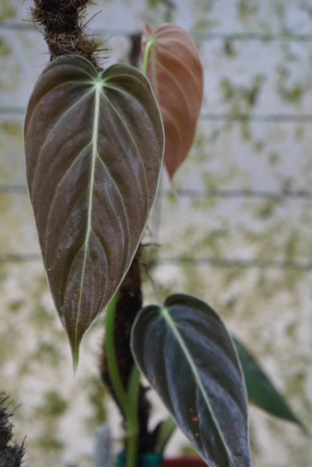 Philodendron melanochrysum