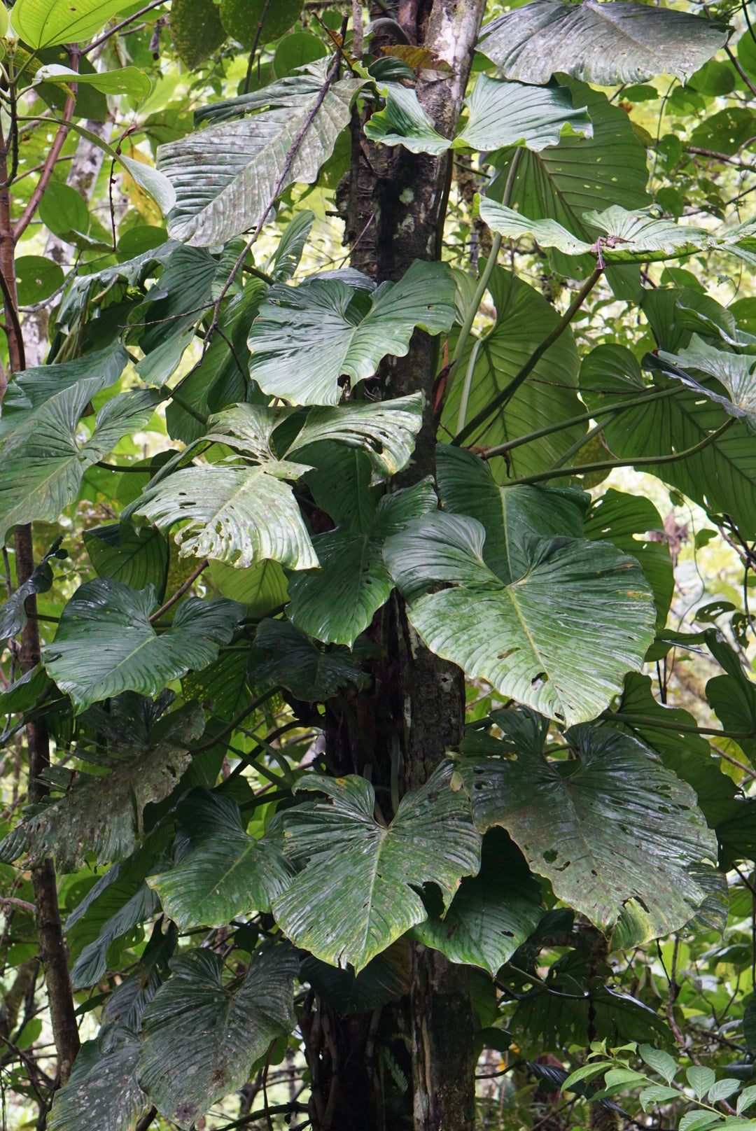 Philodendron deflexum