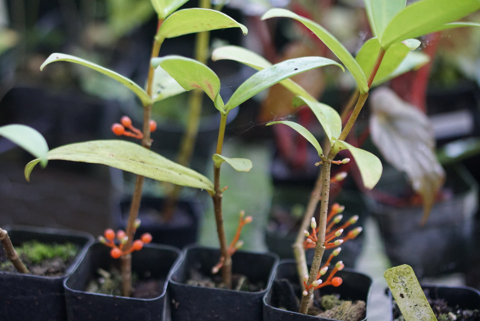 Medinilla succulenta