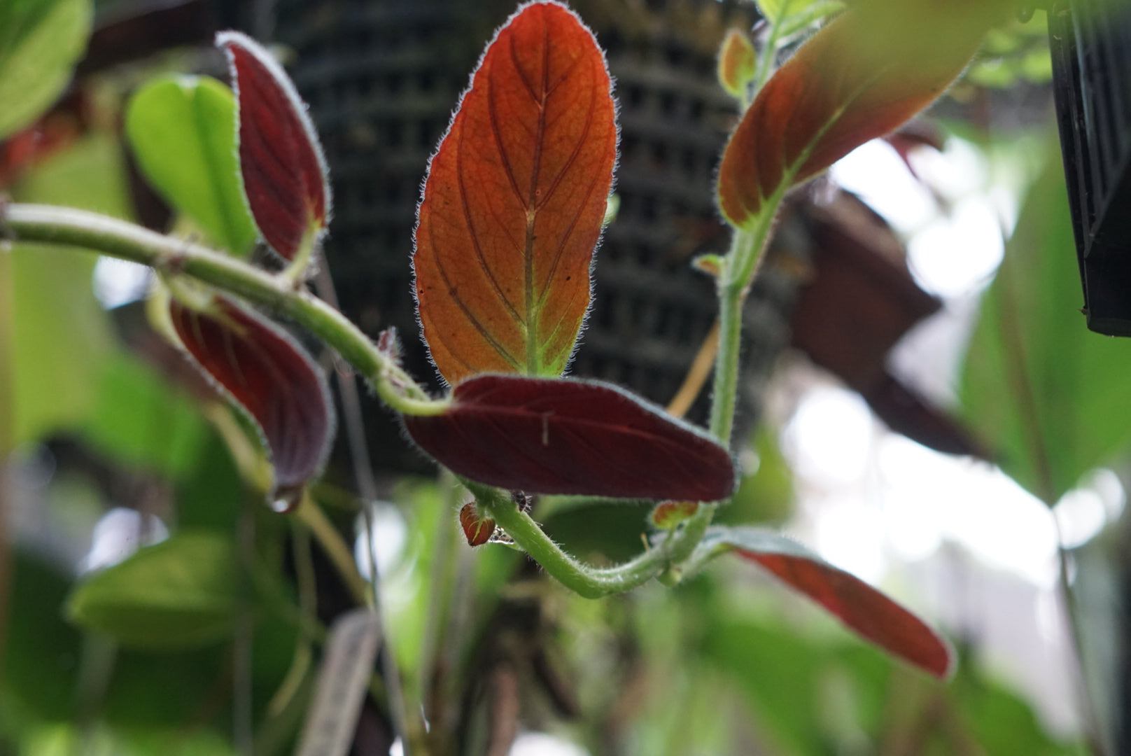 Columnea spathulata 'San Miguel'