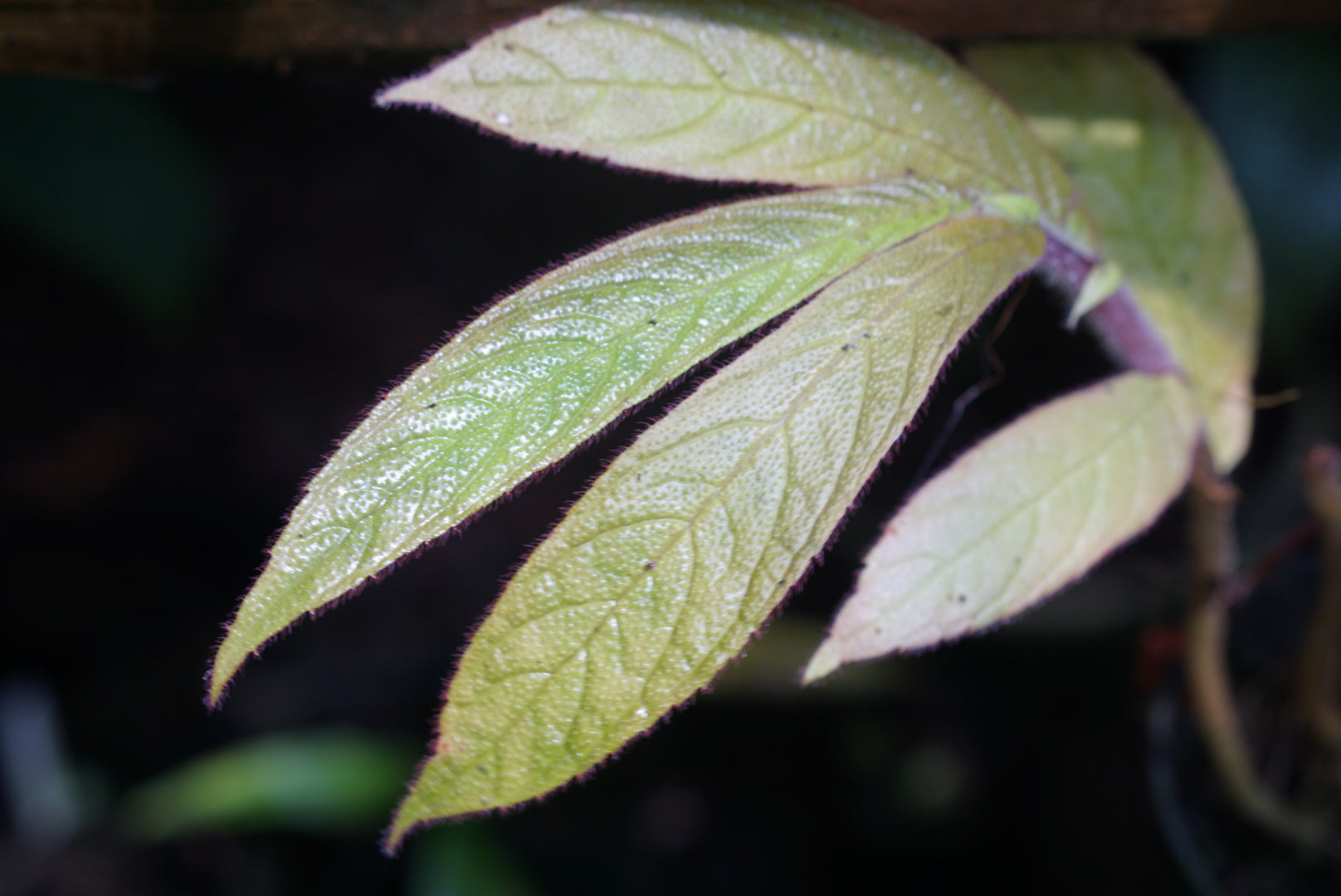 Columnea cf. purpurata