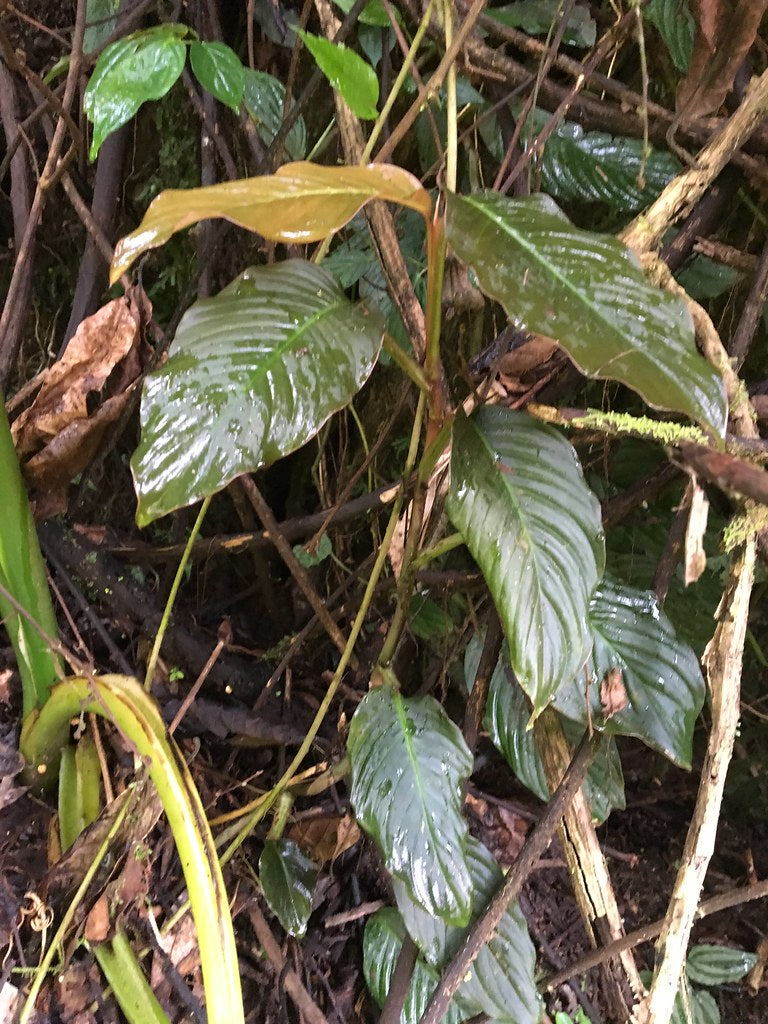 Rhodospatha sp. Peru 1