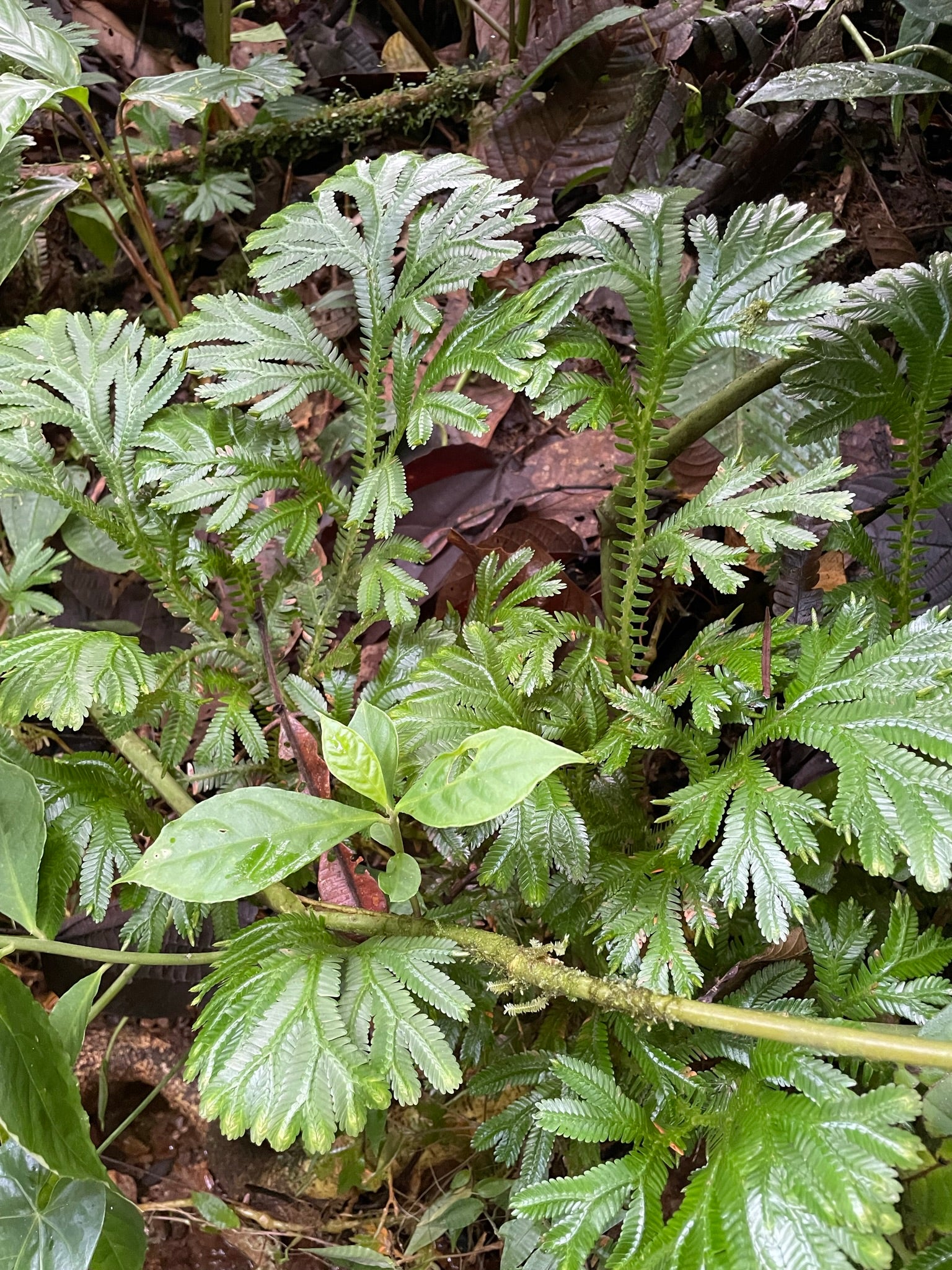 Selaginella speciosa