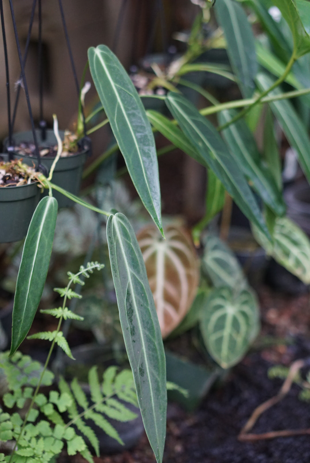 Anthurium warocqueanum