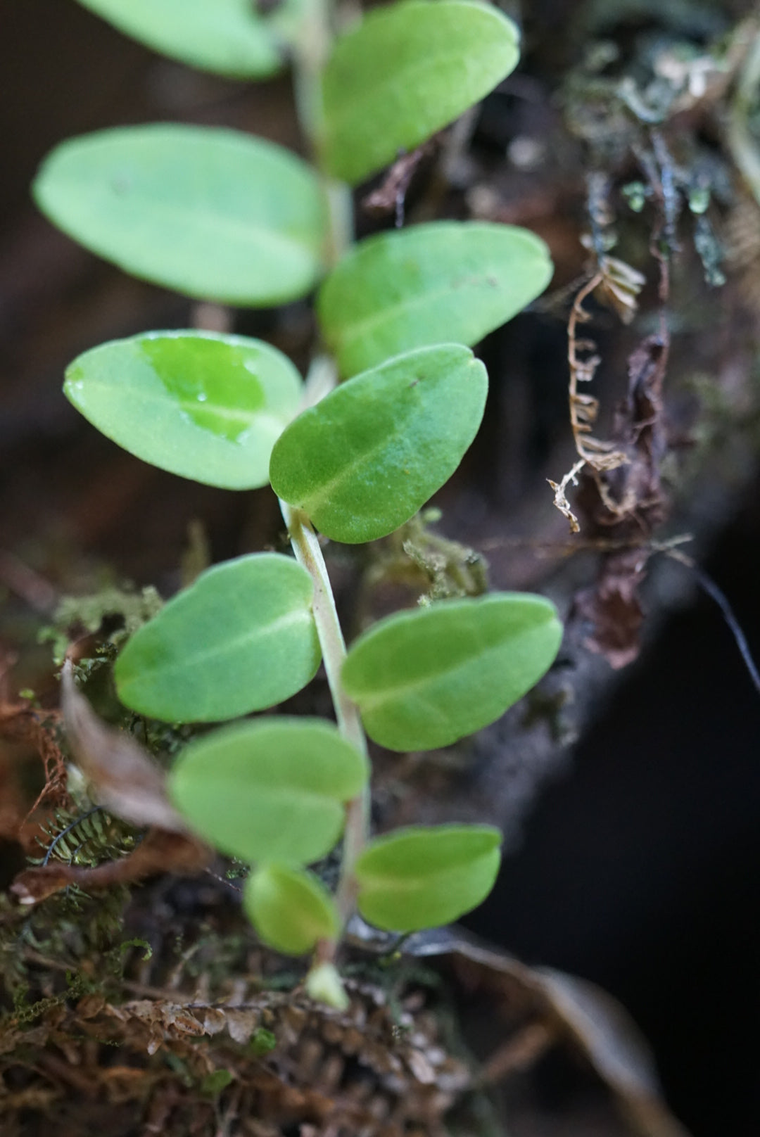 Marcgravia sp. 'White Seam'